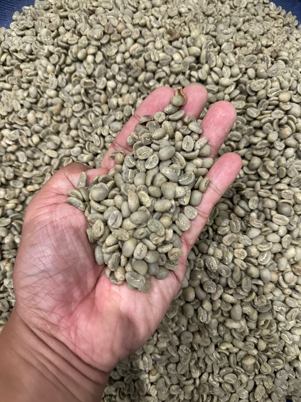 Green Coffee Beans