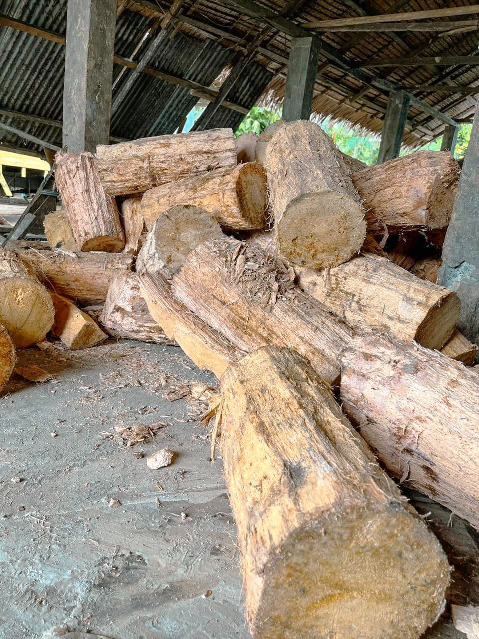 ladang tapioka