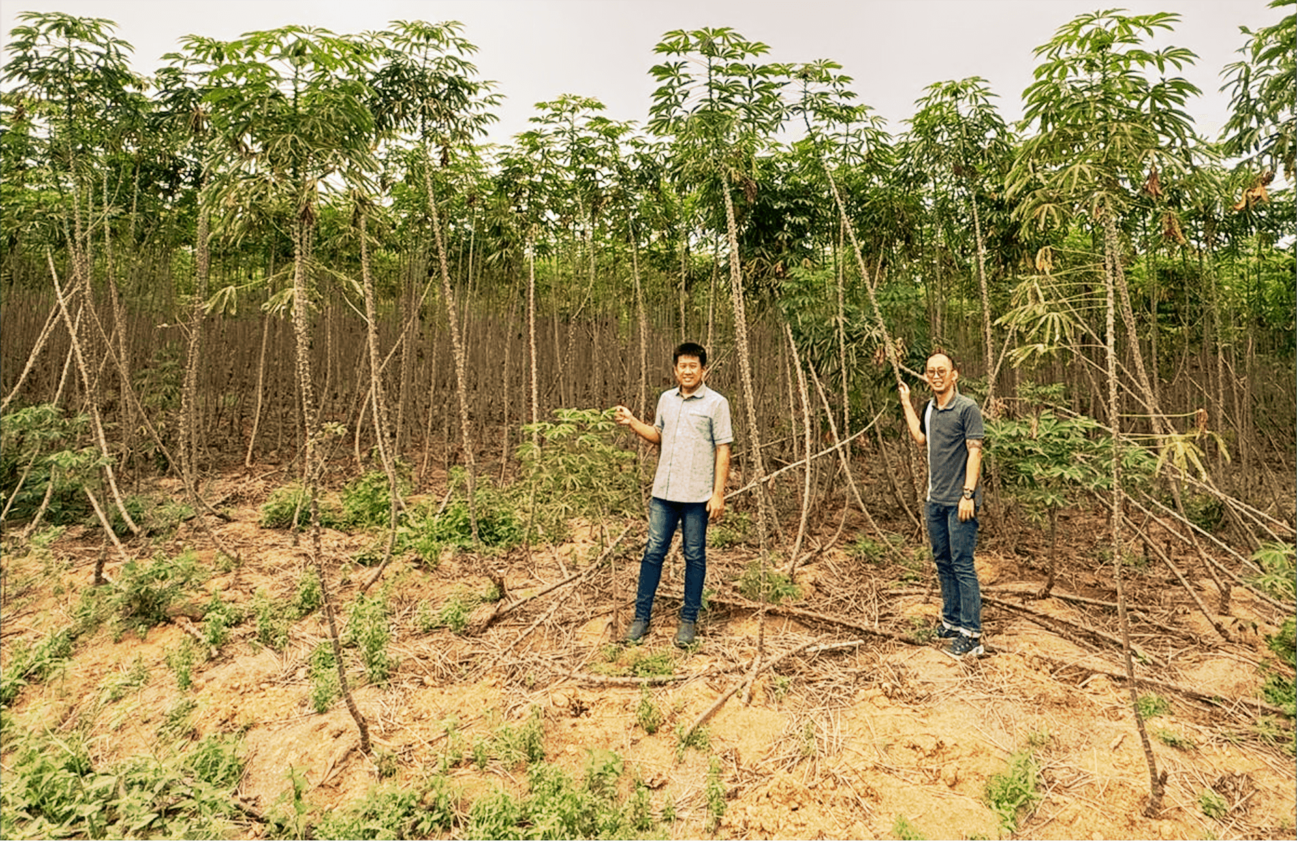 cassava field