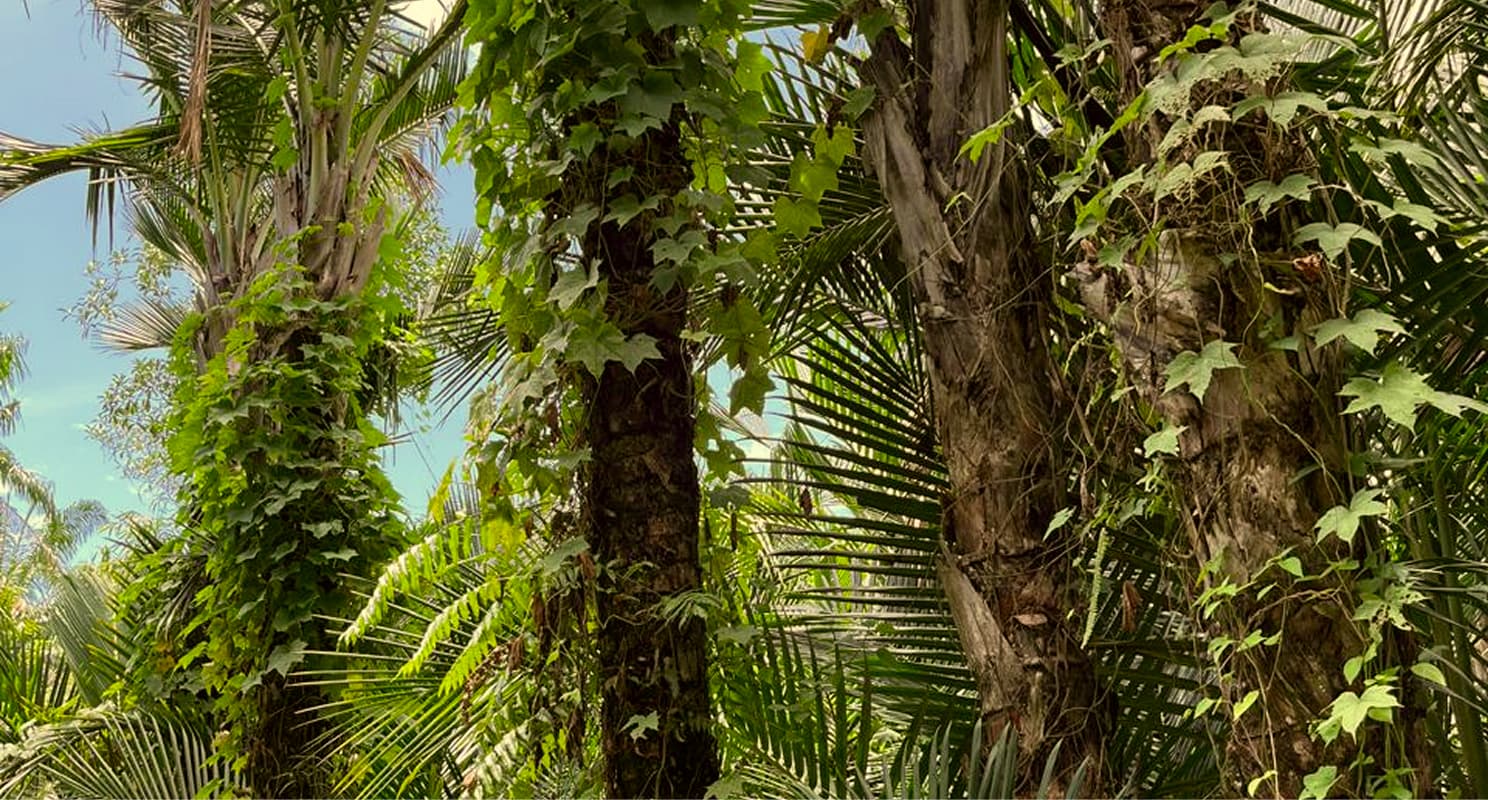ladang tapioka