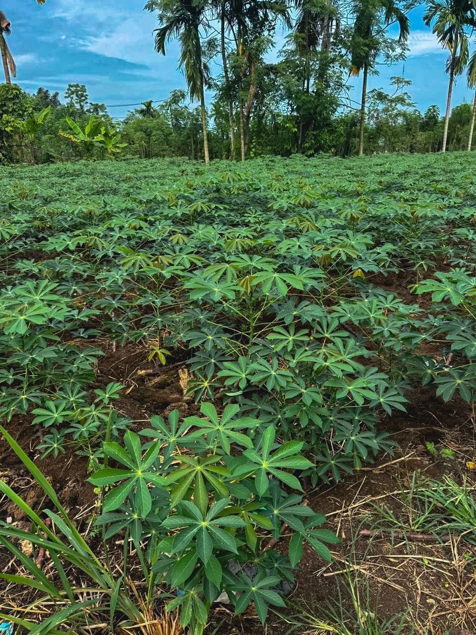 ladang tapioka
